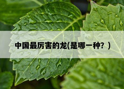 中國最厲害的龍，是哪一種？-圖1