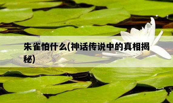 朱雀怕什么，神話傳說中的真相揭秘-圖1