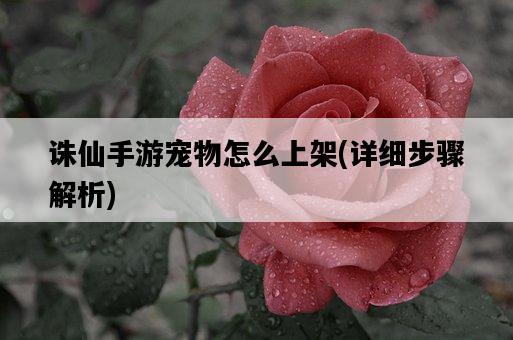 誅仙手游寵物怎么上架，詳細步驟解析-圖1