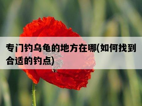 專門釣烏龜的地方在哪，如何找到合適的釣點-圖1