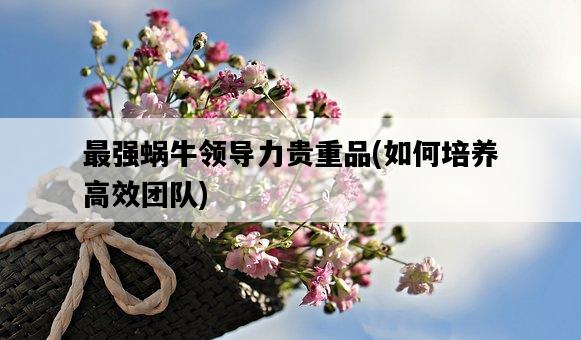 最強蝸牛領導力貴重品，如何培養高效團隊-圖1