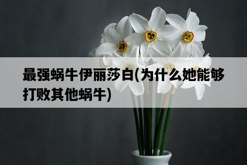 最強蝸牛伊麗莎白，為什么她能夠打敗其他蝸牛-圖1