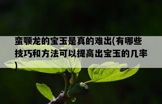 蠻顎龍的寶玉是真的難出，有哪些技巧和方法可以提高出寶玉的幾率-圖1