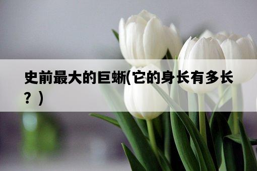史前最大的巨蜥，它的身長有多長？-圖1