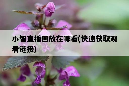 小智直播回放在哪看，快速獲取觀看鏈接-圖1