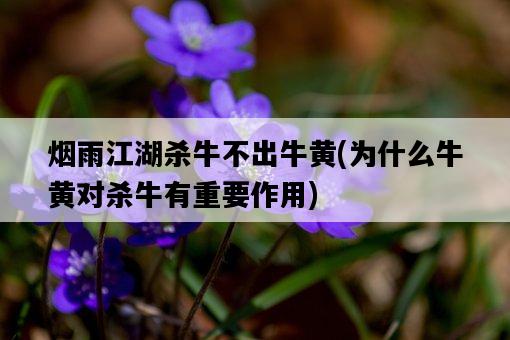 煙雨江湖殺牛不出牛黃，為什么牛黃對殺牛有重要作用-圖1