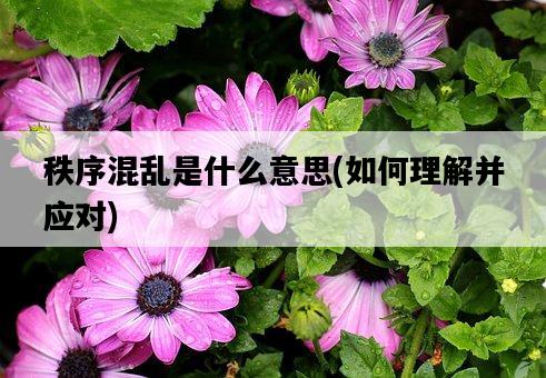 秩序混亂是什么意思，如何理解并應對-圖1