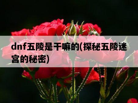 dnf五陵是干嘛的，探秘五陵迷宮的秘密-圖1