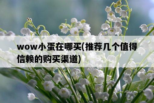 wow小蛋在哪買，推薦幾個值得信賴的購買渠道-圖1