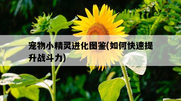 寵物小精靈進化圖鑒，如何快速提升戰斗力-圖1