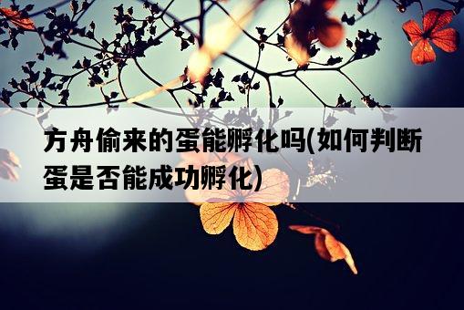 方舟偷來的蛋能孵化嗎,如何判斷蛋是否能成功孵化-圖1 方舟偷來的蛋能孵化嗎,如何判斷蛋是否能成功孵化-圖1