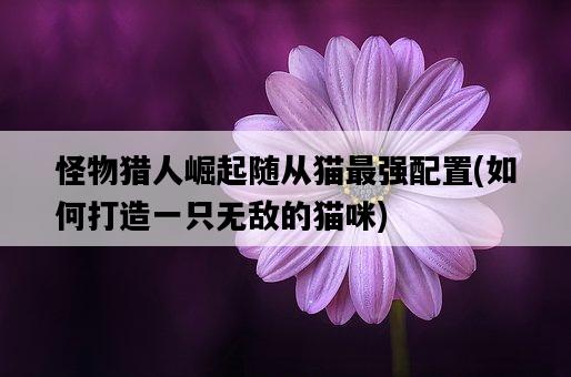 怪物獵人崛起隨從貓最強配置，如何打造一只無敵的貓咪-圖1