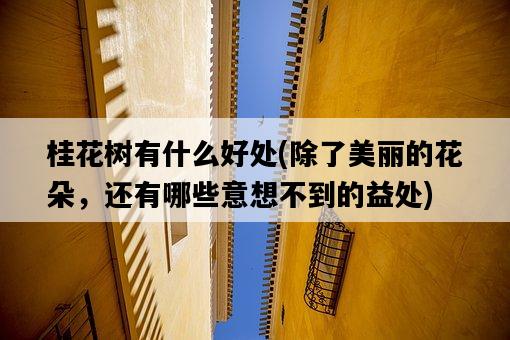 桂花樹有什么好處,除了美麗的花朵,還有哪些意想不到的益處-圖1 桂花樹有什么好處,除了美麗的花朵,還有哪些意想不到的益處-圖1