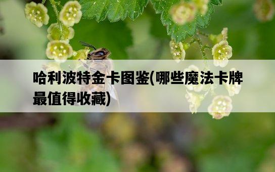 哈利波特金卡圖鑒，哪些魔法卡牌最值得收藏-圖1