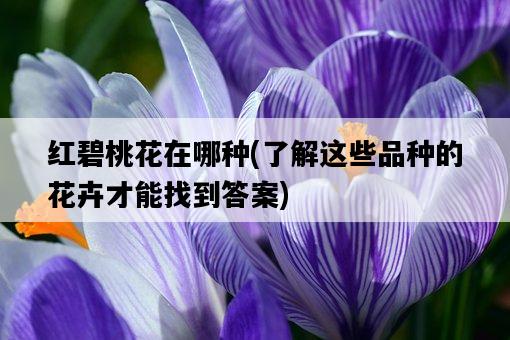 紅碧桃花在哪種，了解這些品種的花卉才能找到答案-圖1