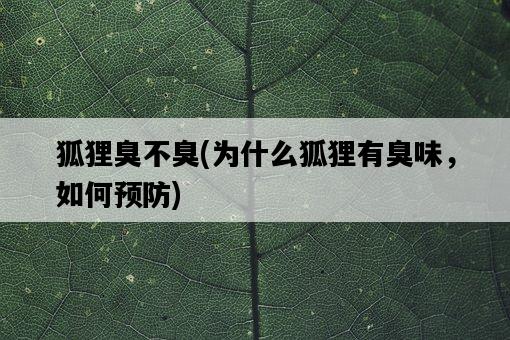 狐貍臭不臭，為什么狐貍有臭味，如何預防-圖1