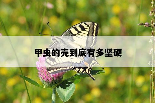 甲蟲的殼到底有多堅硬-圖1