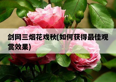 劍網三煙花戲秋，如何獲得最佳觀賞效果-圖1