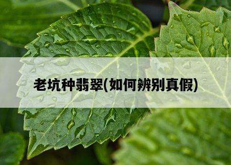 老坑種翡翠，如何辨別真假-圖1