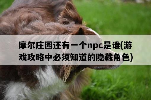 摩爾莊園還有一個npc是誰，游戲攻略中必須知道的隱藏角色-圖1