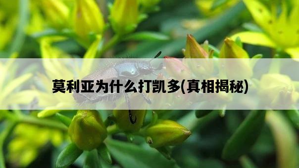 莫利亞為什么打凱多，真相揭秘-圖1