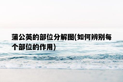 蒲公英的部位分解圖，如何辨別每個部位的作用-圖1