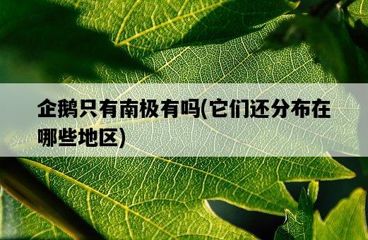 企鵝只有南極有嗎，它們還分布在哪些地區-圖1