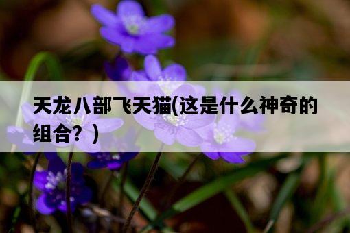 天龍八部飛天貓，這是什么神奇的組合？-圖1