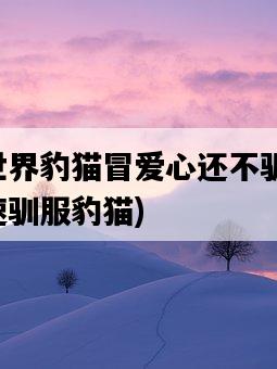 我的世界豹貓冒愛心還不馴服，如何快速馴服豹貓-圖1