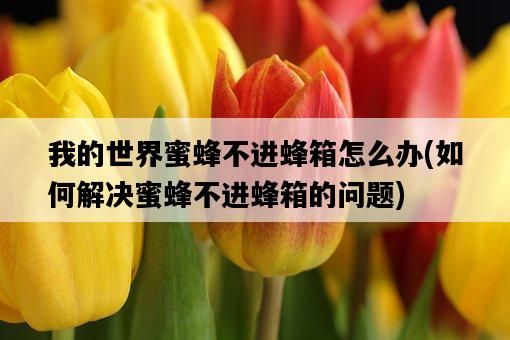 我的世界蜜蜂不進蜂箱怎么辦，如何解決蜜蜂不進蜂箱的問題-圖1