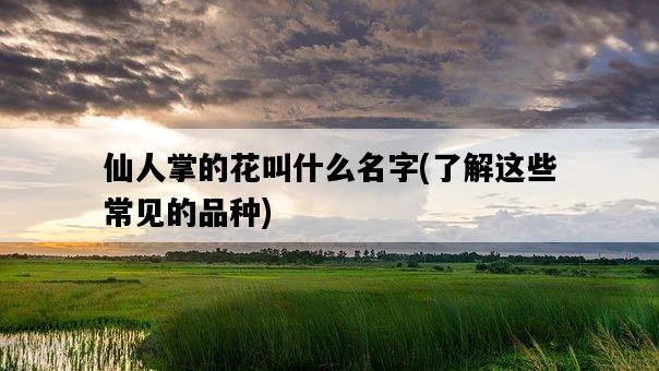 仙人掌的花叫什么名字，了解這些常見的品種-圖1