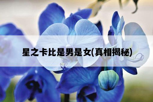 星之卡比是男是女，真相揭秘-圖1