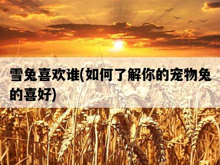 雪兔喜歡誰，如何了解你的寵物兔的喜好-圖1