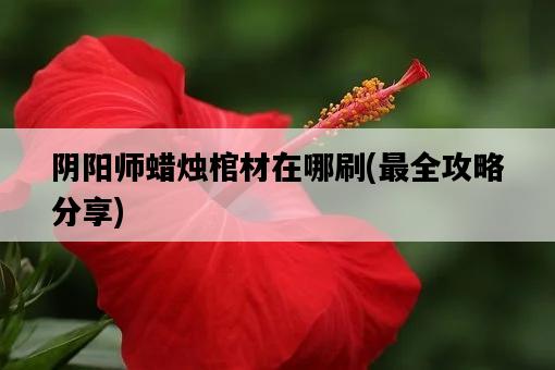 陰陽師蠟燭棺材在哪刷，最全攻略分享-圖1