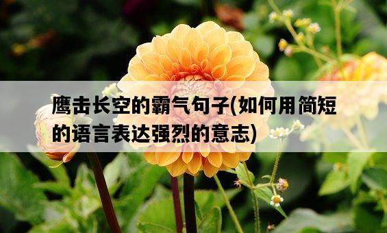 鷹擊長空的霸氣句子，如何用簡短的語言表達強烈的意志-圖1