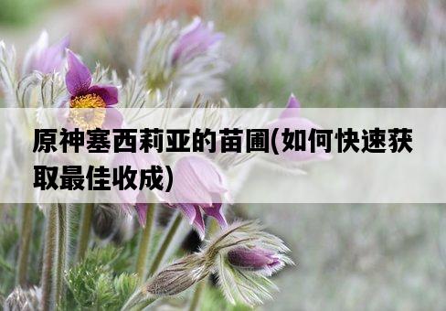 原神塞西莉亞的苗圃，如何快速獲取最佳收成-圖1