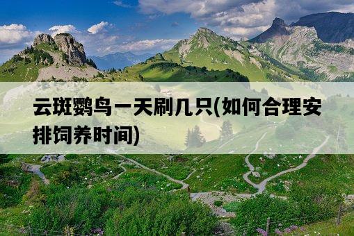 云斑鸚鳥一天刷幾只，如何合理安排飼養時間-圖1