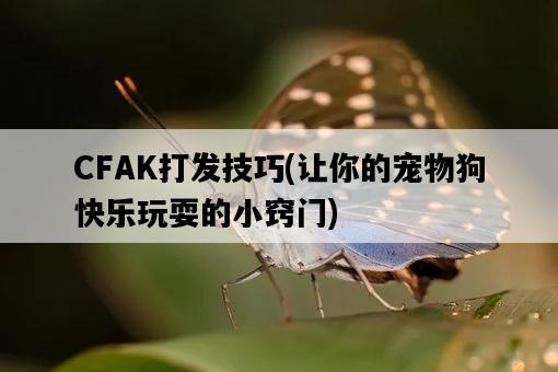 CFAK打發技巧，讓你的寵物狗快樂玩耍的小竅門-圖1