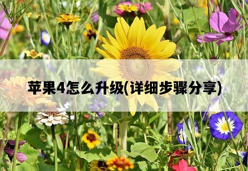 蘋果4怎么升級，詳細步驟分享-圖1