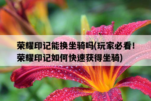 榮耀印記能換坐騎嗎，玩家必看！榮耀印記如何快速獲得坐騎-圖1