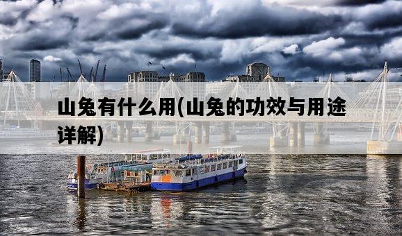 山兔有什么用，山兔的功效與用途詳解-圖1