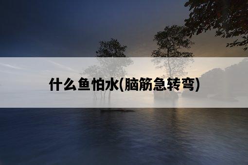 什么魚怕水，腦筋急轉彎-圖1