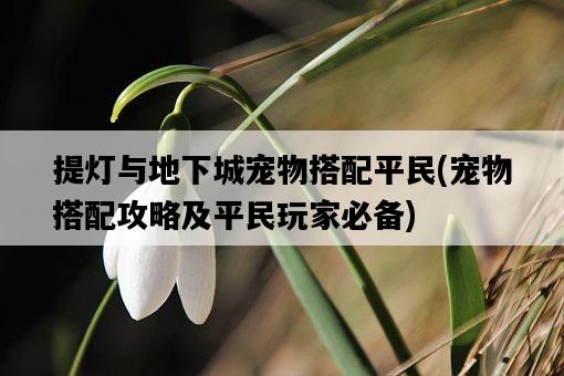 提燈與地下城寵物搭配平民，寵物搭配攻略及平民玩家必備-圖1