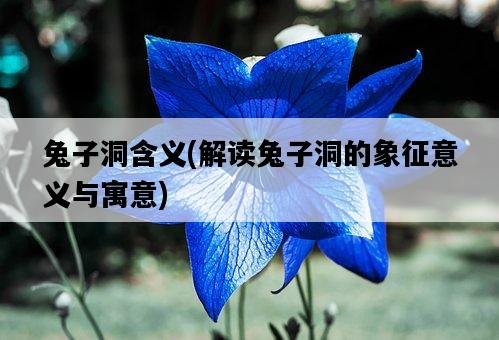 兔子洞含義，解讀兔子洞的象征意義與寓意-圖1