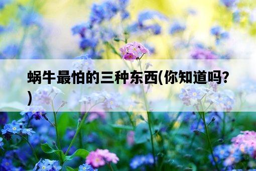 蝸牛最怕的三種東西，你知道嗎？-圖1