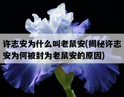 許志安為什么叫老鼠安，揭秘許志安為何被封為老鼠安的原因-圖1