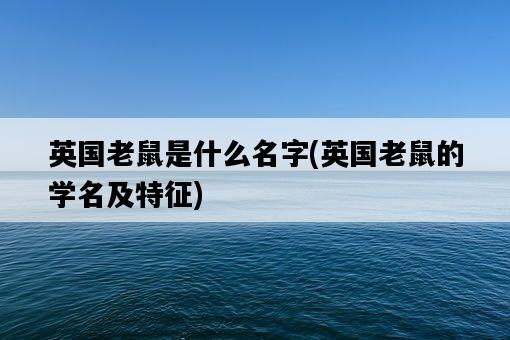 英國老鼠是什么名字，英國老鼠的學名及特征-圖1