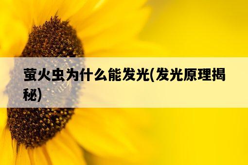 螢火蟲為什么能發光，發光原理揭秘-圖1